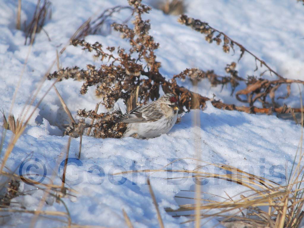 HORE-1-AC_Hoary-Redpoll