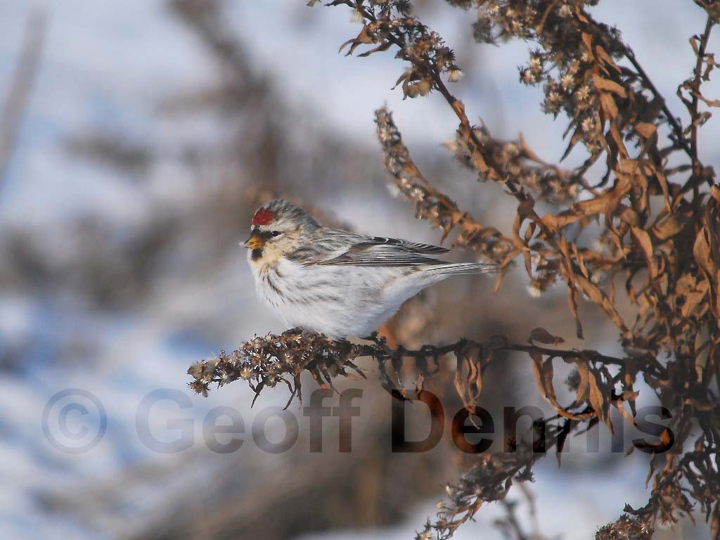 HORE-1-AD_Hoary-Redpoll