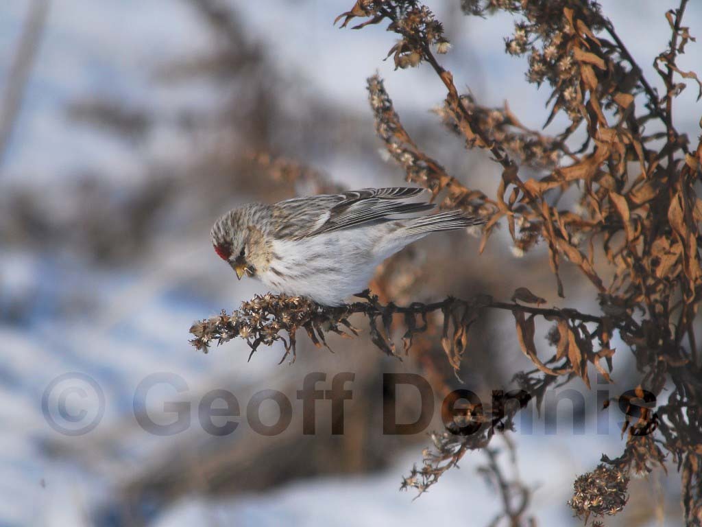 HORE-1-AE_Hoary-Redpoll