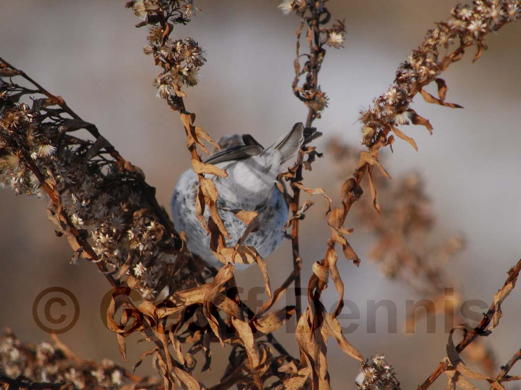 HORE-1-AF_Hoary-Redpoll