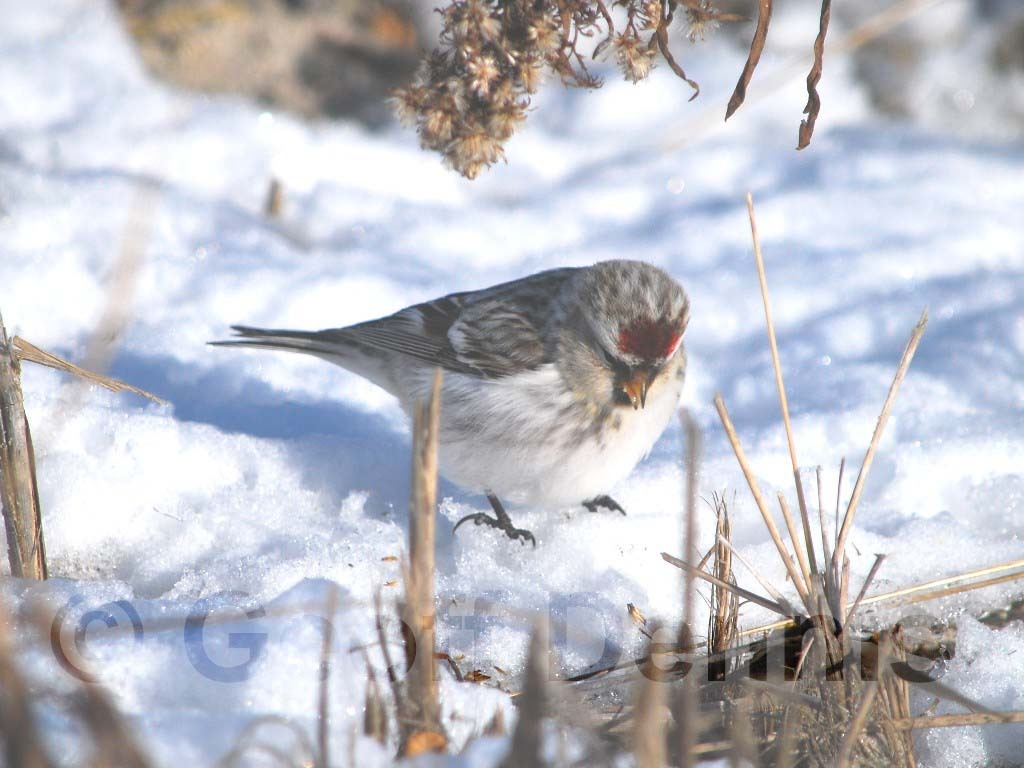 HORE-2-AA_Hoary-Redpoll