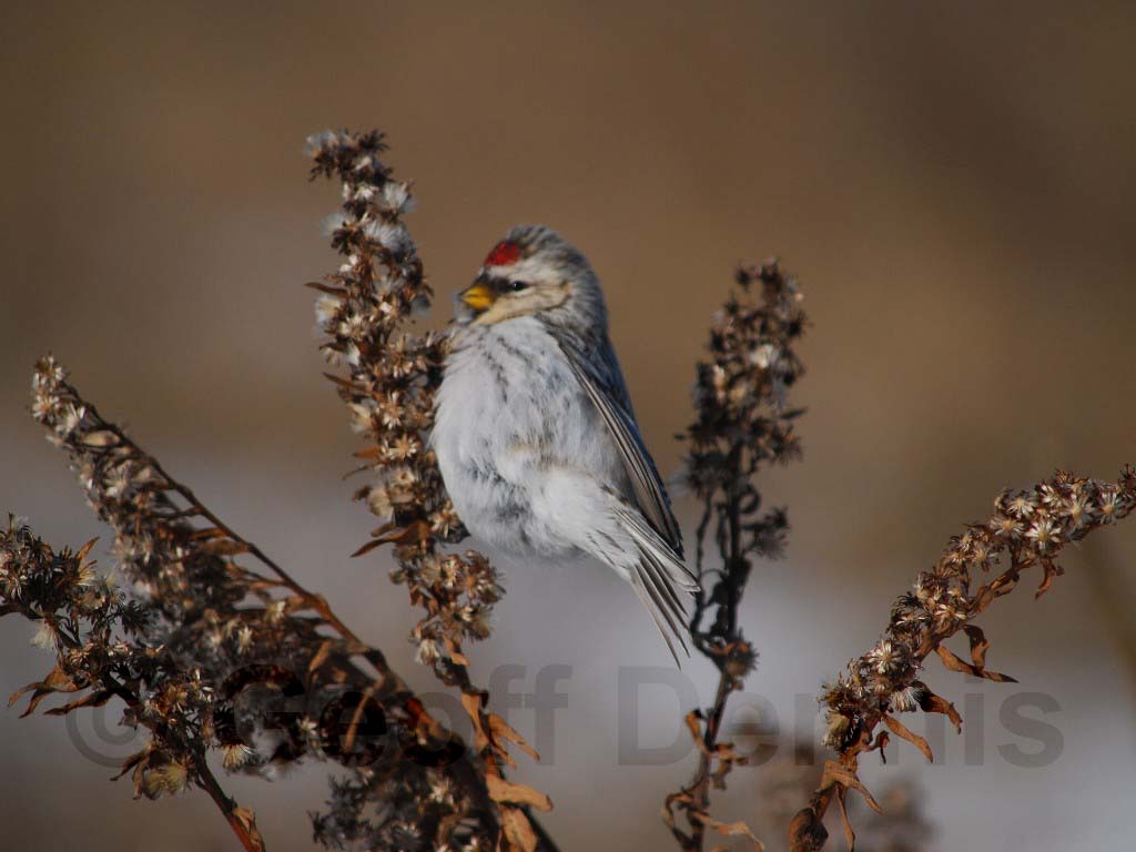 HORE-2-AB_Hoary-Redpoll