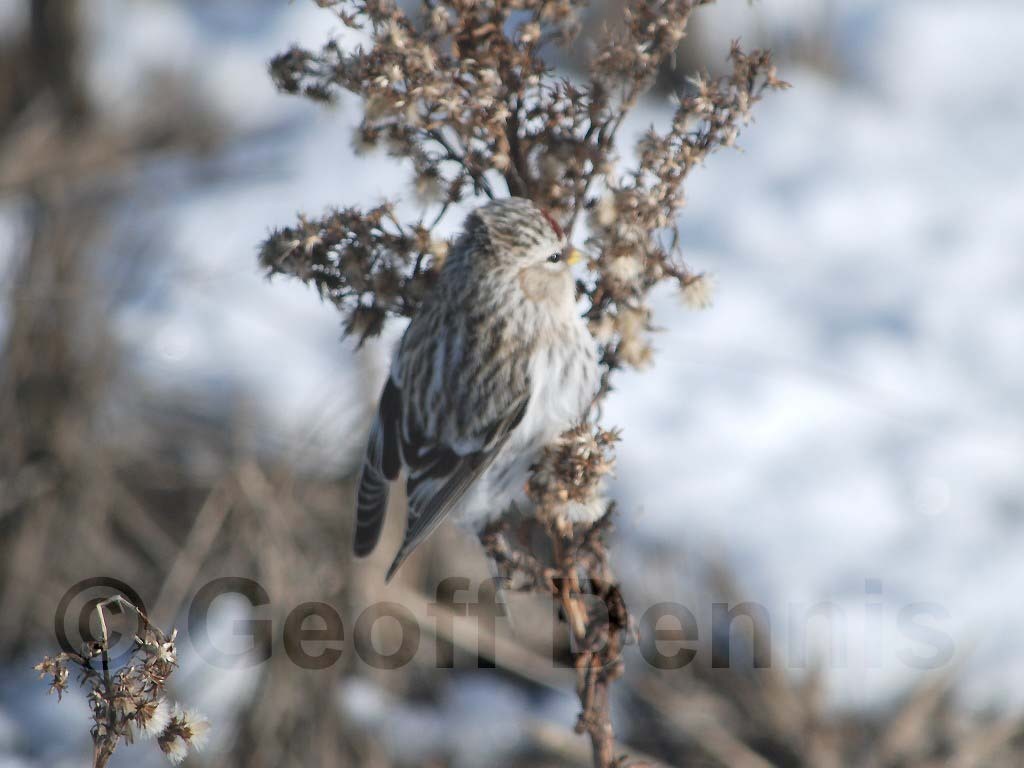 HORE-2-AC_Hoary-Redpoll