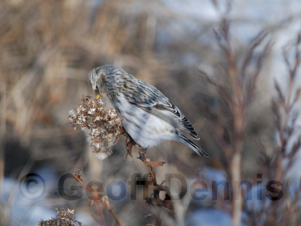 HORE-2-AD_Hoary-Redpoll