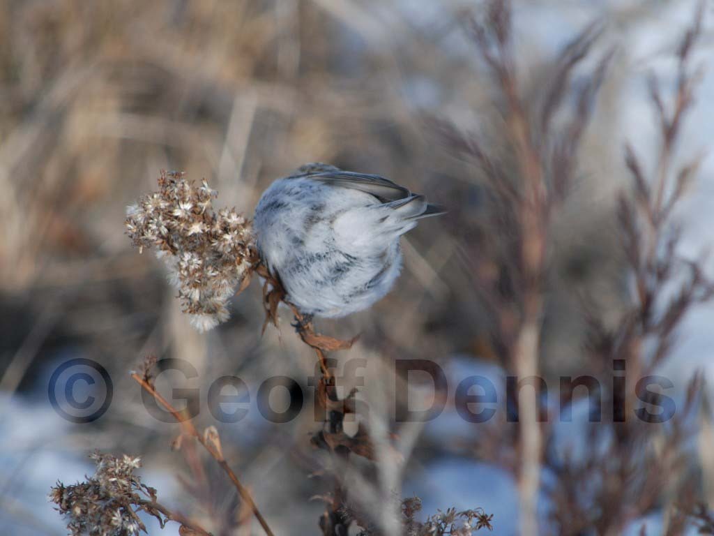 HORE-2-AE_Hoary-Redpoll