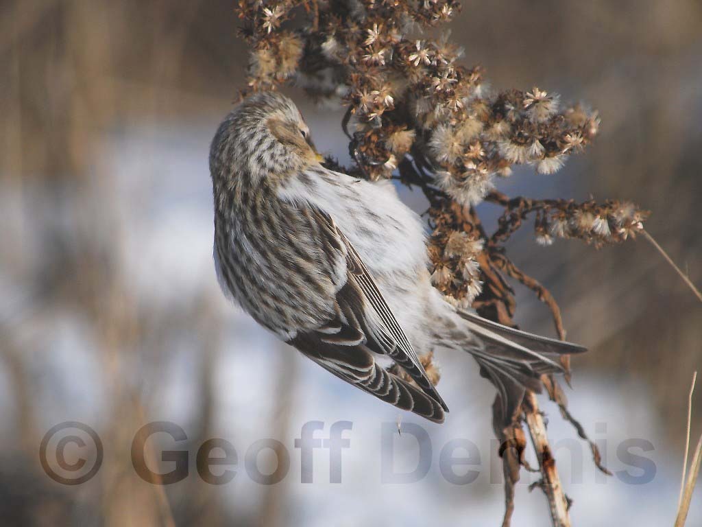 HORE-2-AF_Hoary-Redpoll