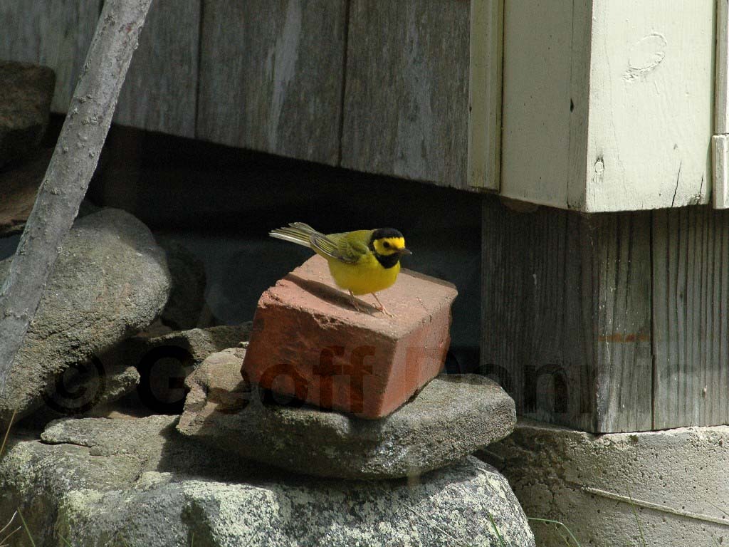 HOWA-AA_Hooded-Warbler