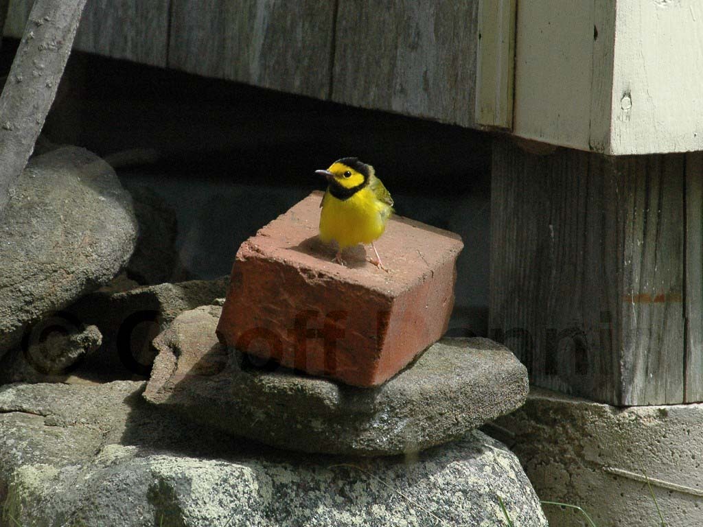 HOWA-AB_Hooded-Warbler