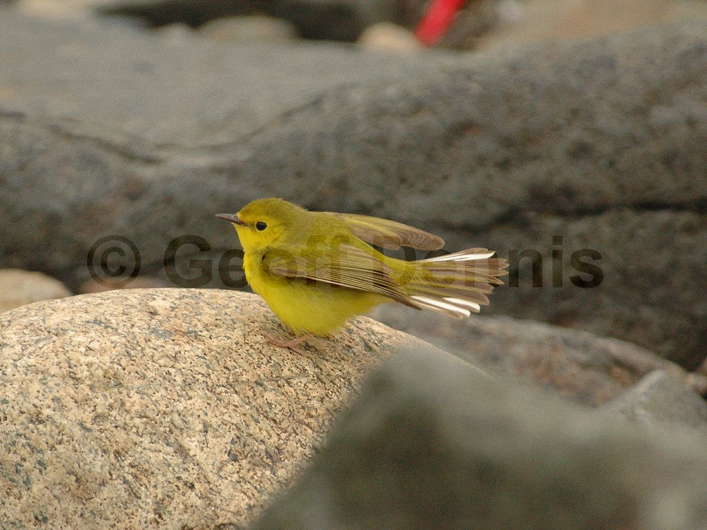 HOWA-AC_Hooded-Warbler
