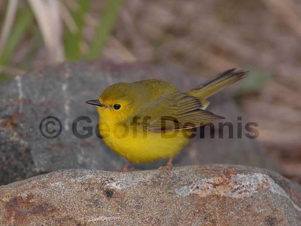 HOWA-AD_Hooded-Warbler