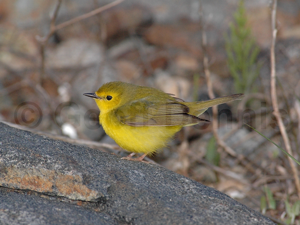HOWA-AE_Hooded-Warbler