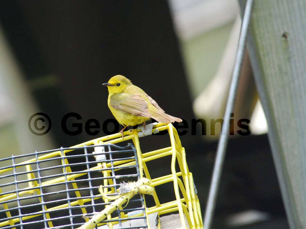 HOWA-AG_Hooded-Warbler