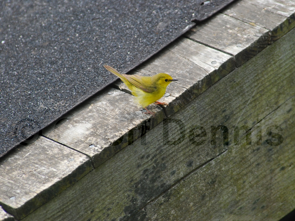HOWA-AH_Hooded-Warbler