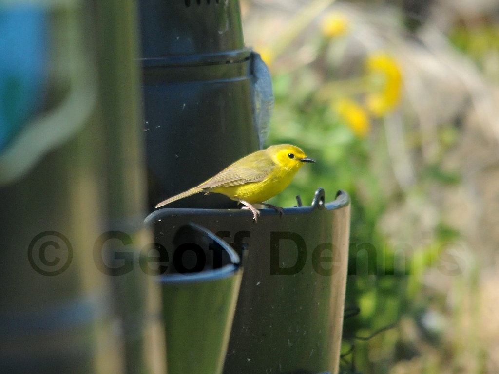 HOWA-AI_Hooded-Warbler
