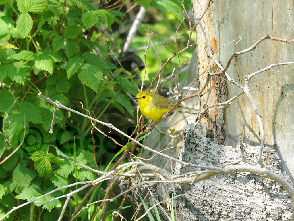 HOWA-AJ_Hooded-Warbler