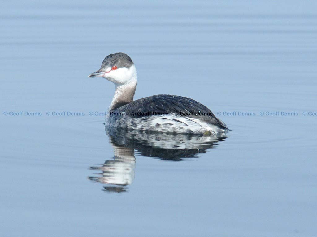 HOGR-AA_Horned-Grebe