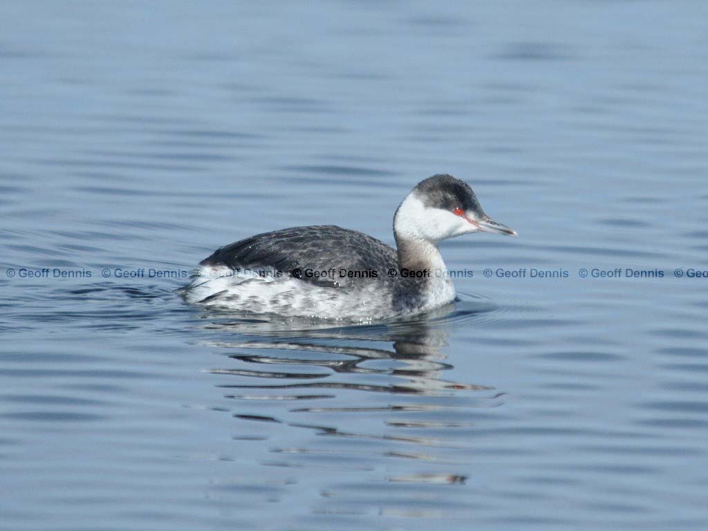 HOGR-AB_Horned-Grebe