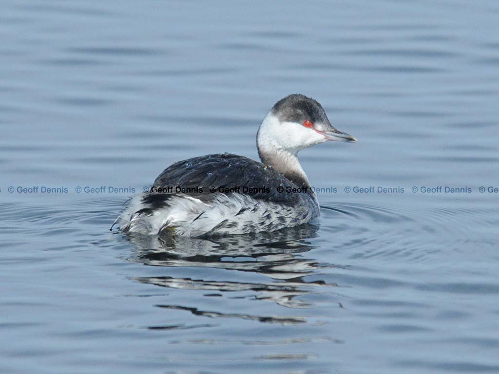 HOGR-AC_Horned-Grebe