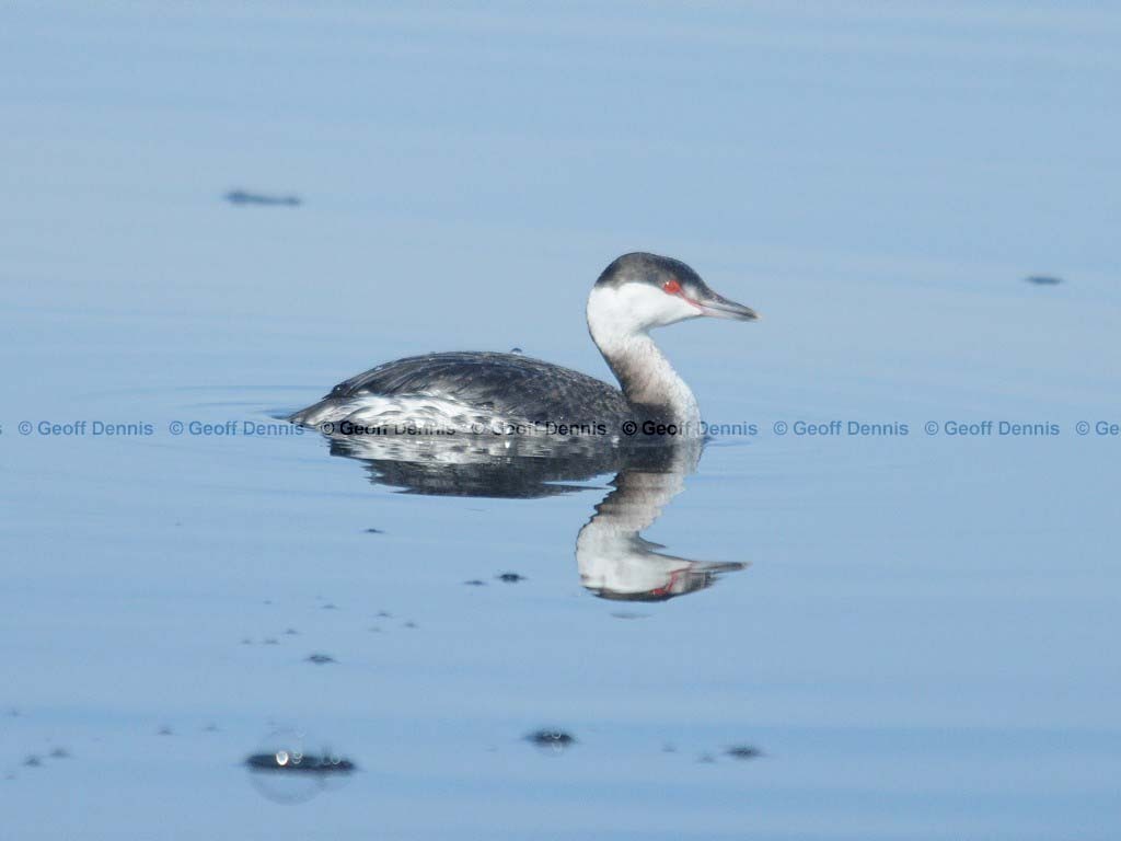 HOGR-AD_Horned-Grebe