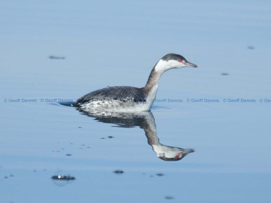 HOGR-AE_Horned-Grebe