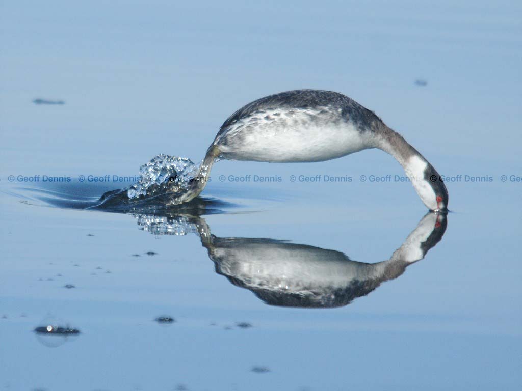 HOGR-AF_Horned-Grebe