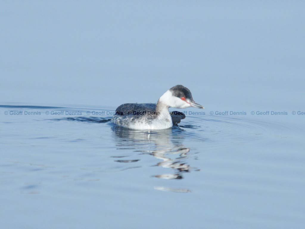 HOGR-AG_Horned-Grebe