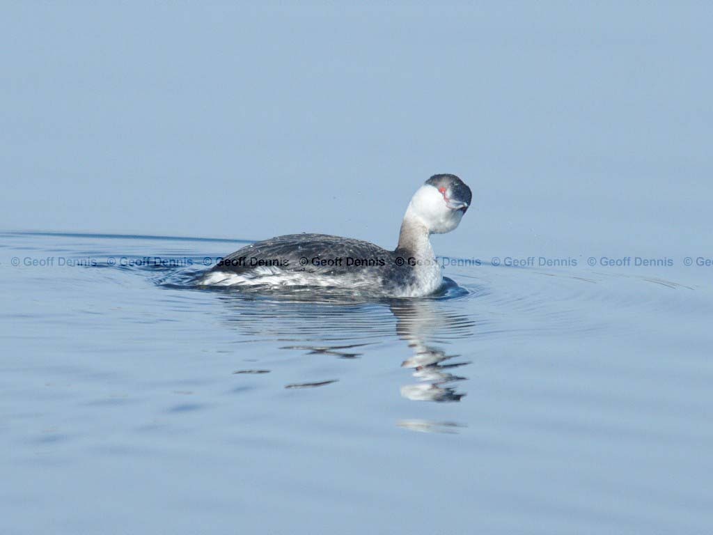 HOGR-AH_Horned-Grebe