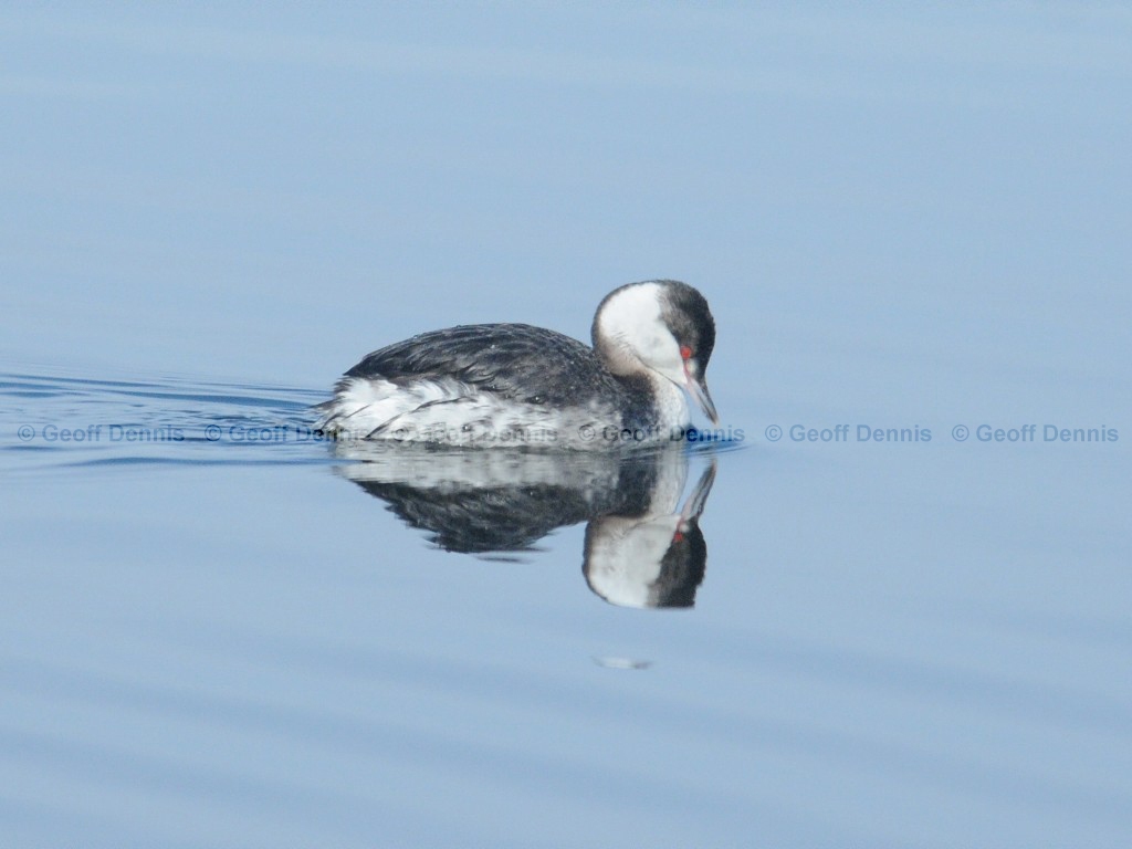 HOGR-AI_Horned-Grebe