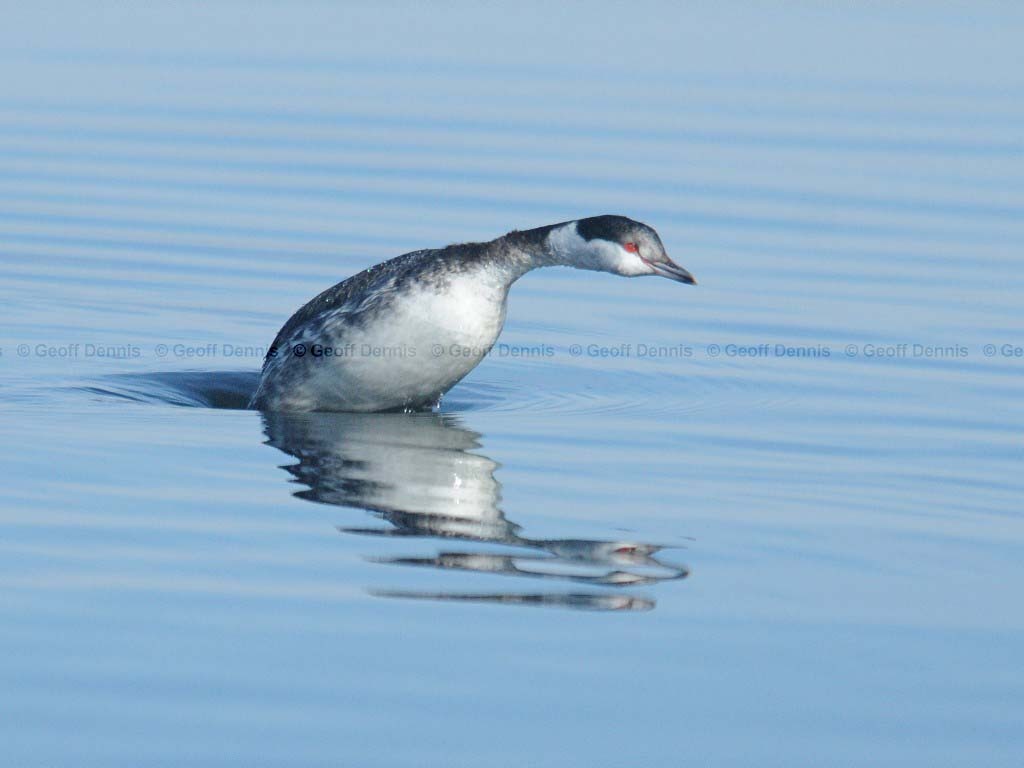 HOGR-AJ_Horned-Grebe