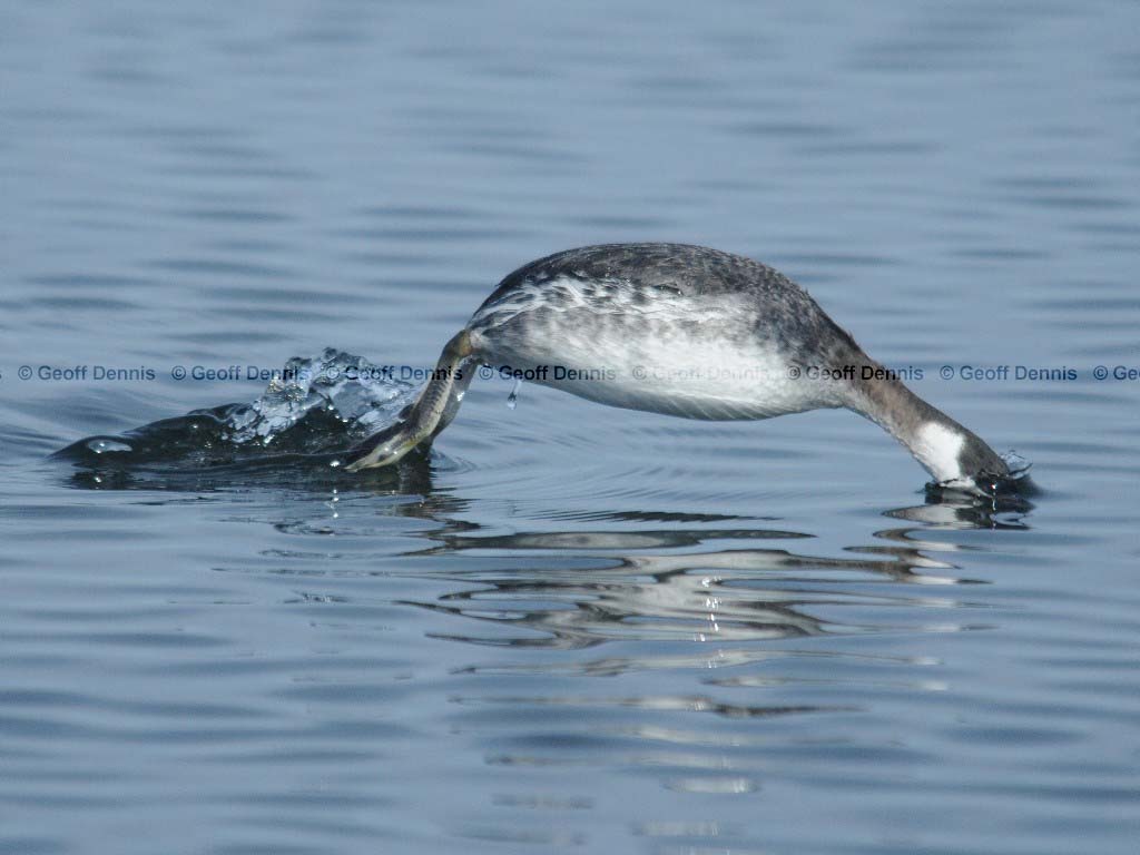 HOGR-AK_Horned-Grebe