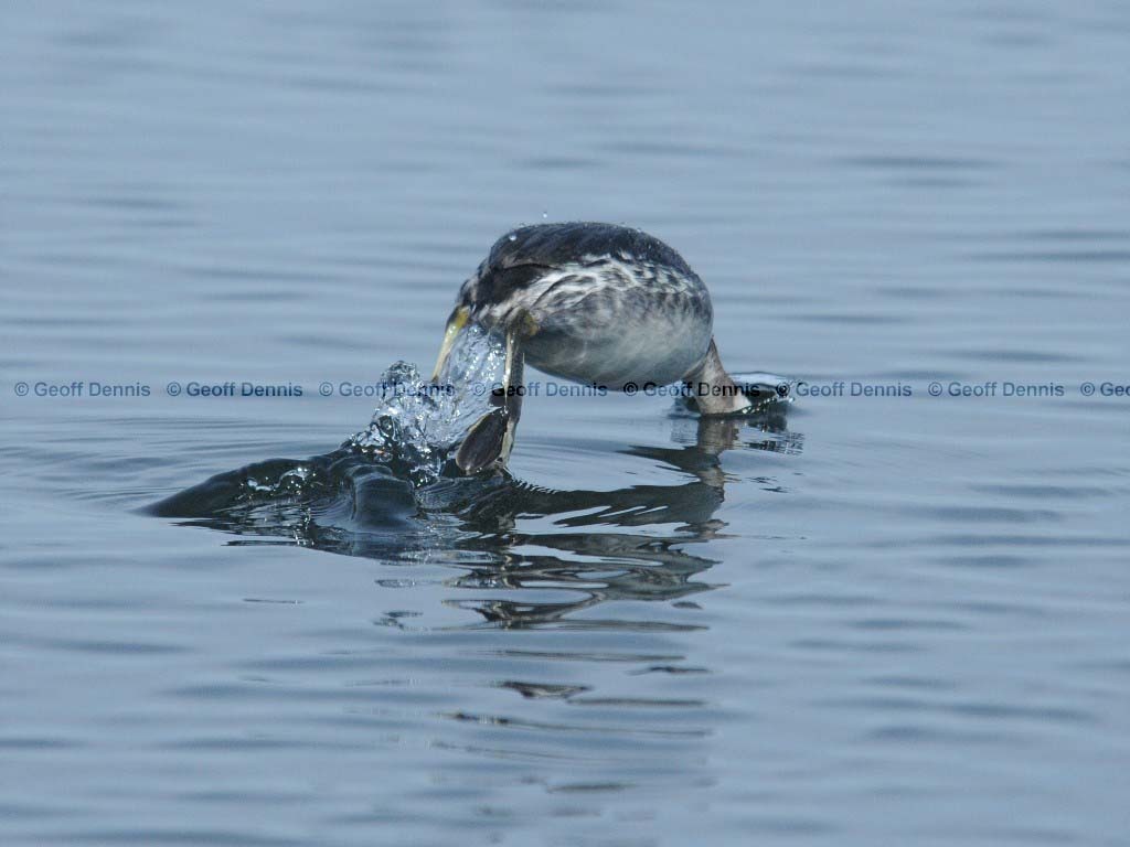 HOGR-AL_Horned-Grebe