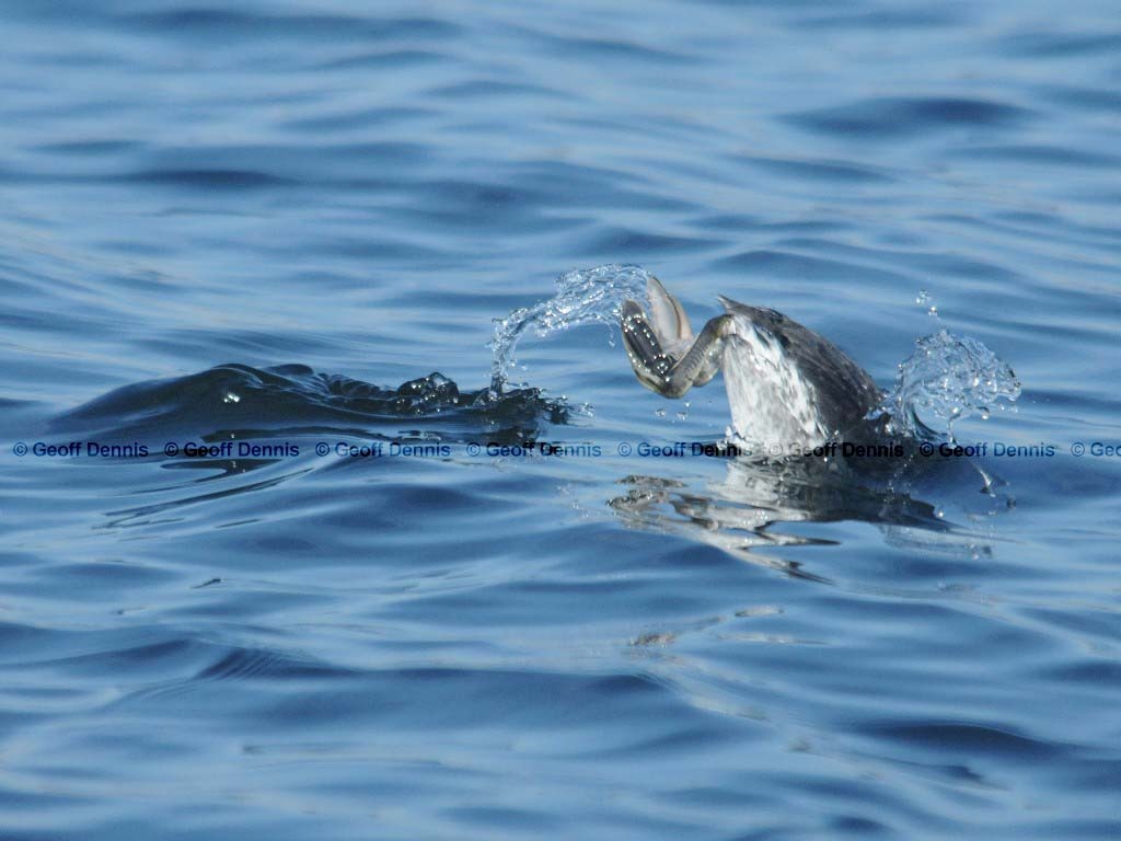 HOGR-AM_Horned-Grebe