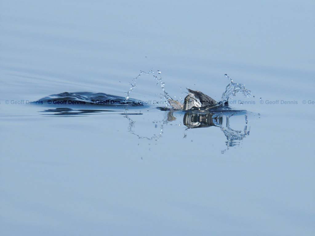 HOGR-AN_Horned-Grebe