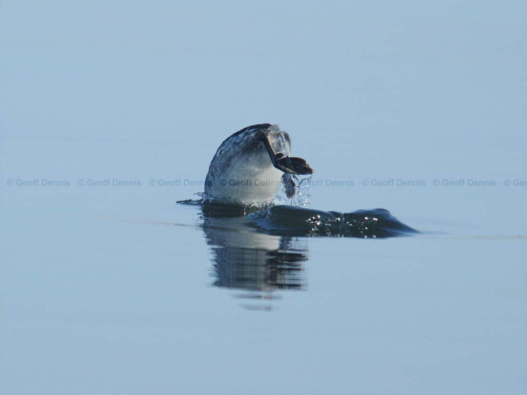 HOGR-AO_Horned-Grebe