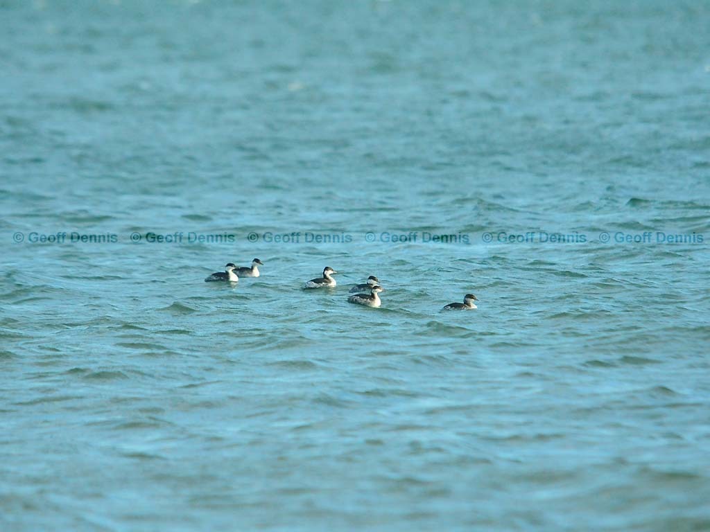 HOGR-AP_Horned-Grebe