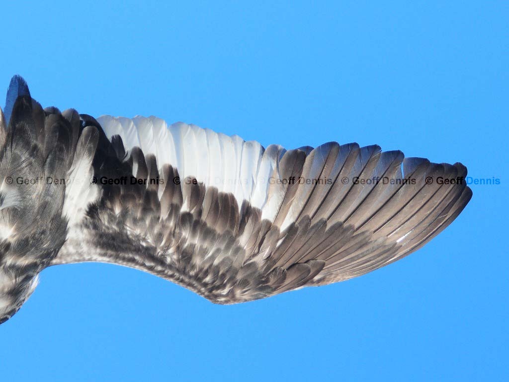 HOGR-AQ_Horned-Grebe