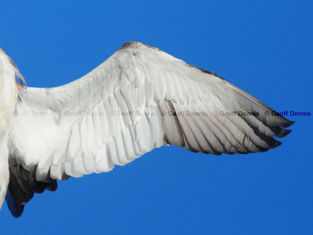 HOGR-AR_Horned-Grebe