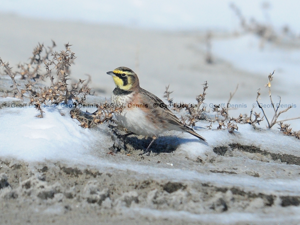 HOLA-AA_Horned-Lark
