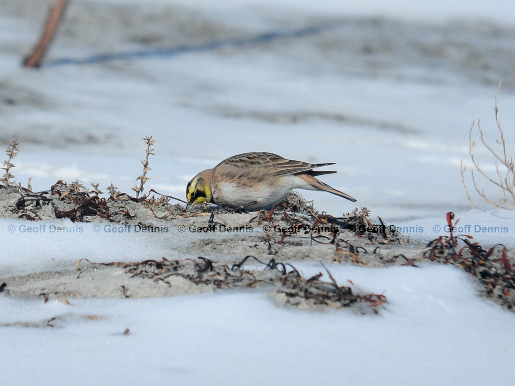 HOLA-AB_Horned-Lark