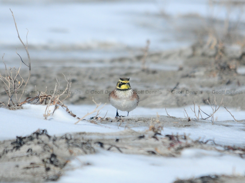 HOLA-AC_Horned-Lark