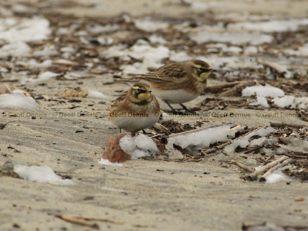 HOLA-AD_Horned_Lark