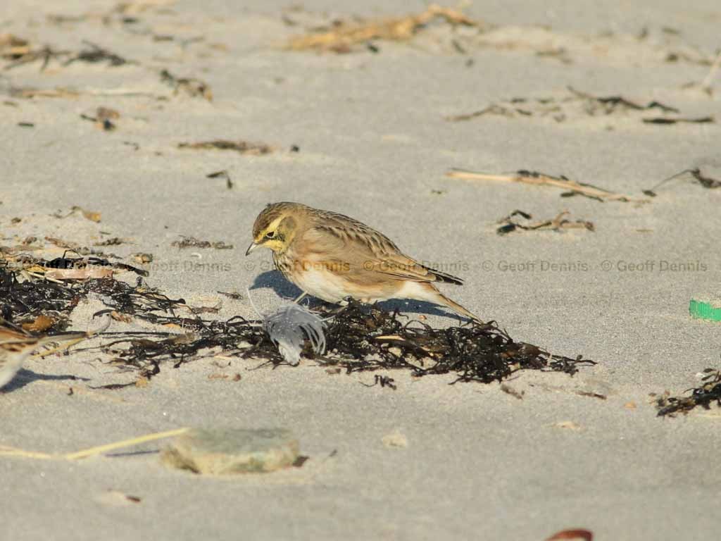 HOLA-AE_Horned-Lark