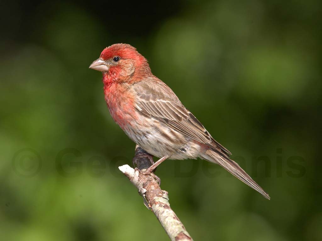 HOFI-AA_House-Finch