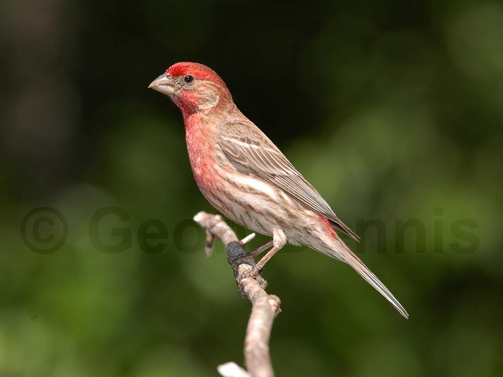 HOFI-AB_House-Finch