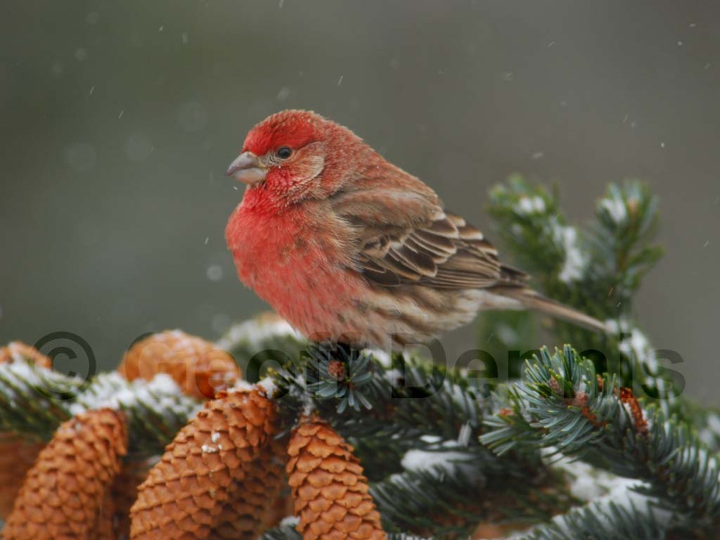 HOFI-AC_House-Finch