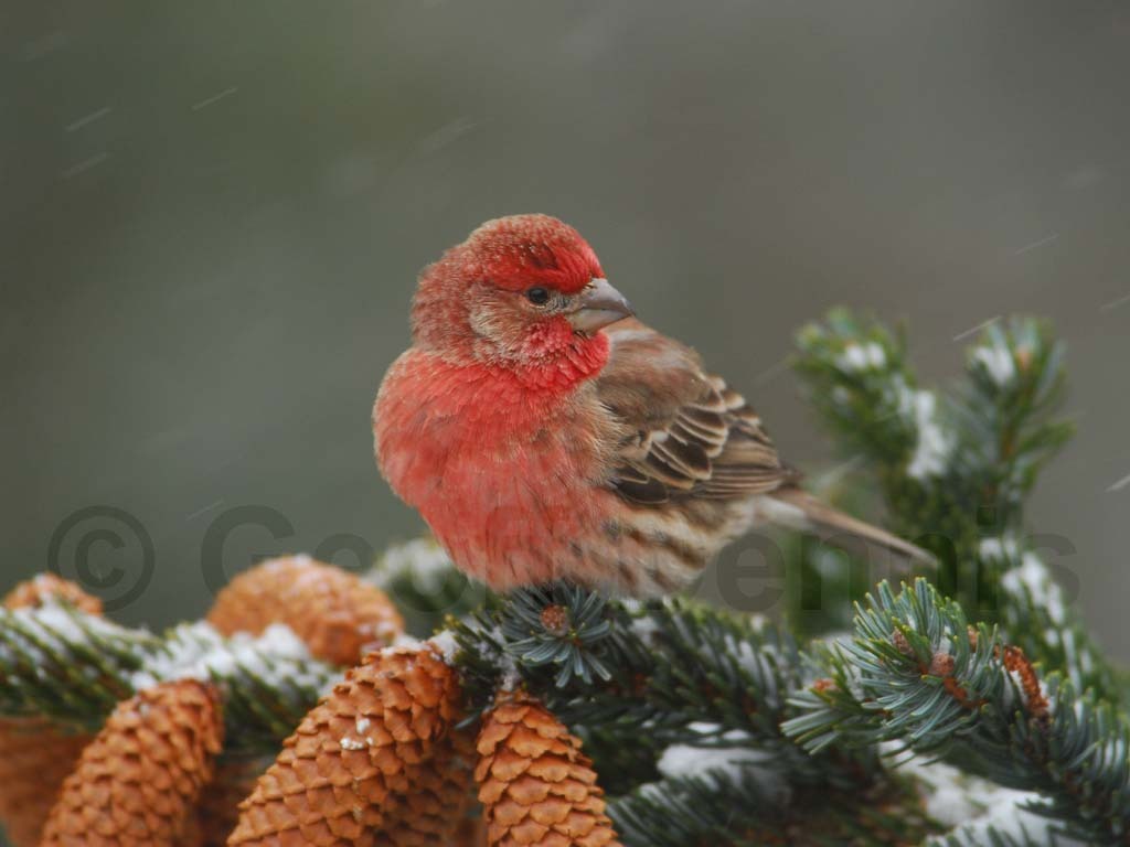 HOFI-AD_House-Finch