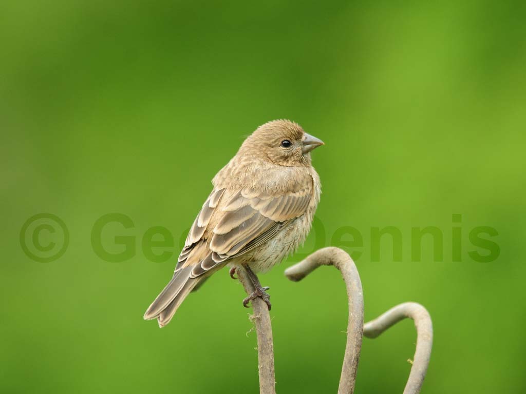 HOFI-AE_House-Finch