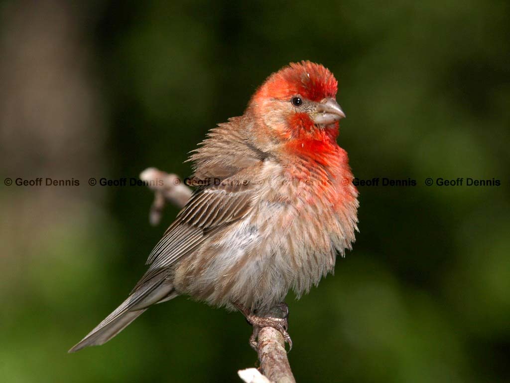 HOFI-AF_House-Finch