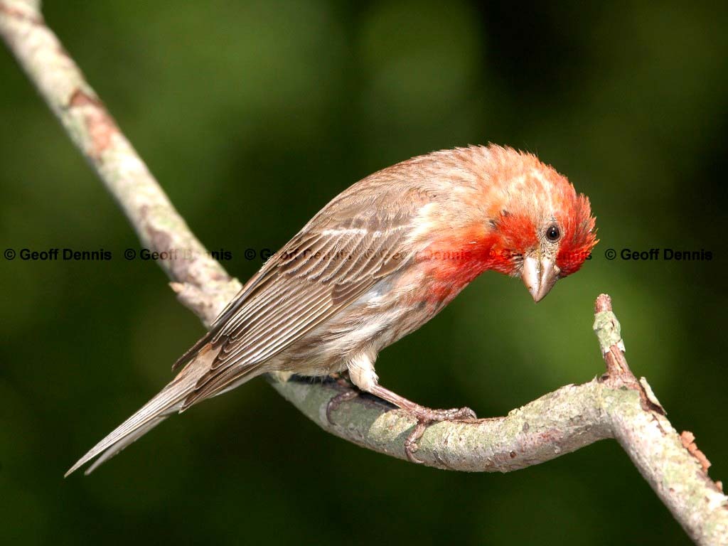 HOFI-AG_House-Finch