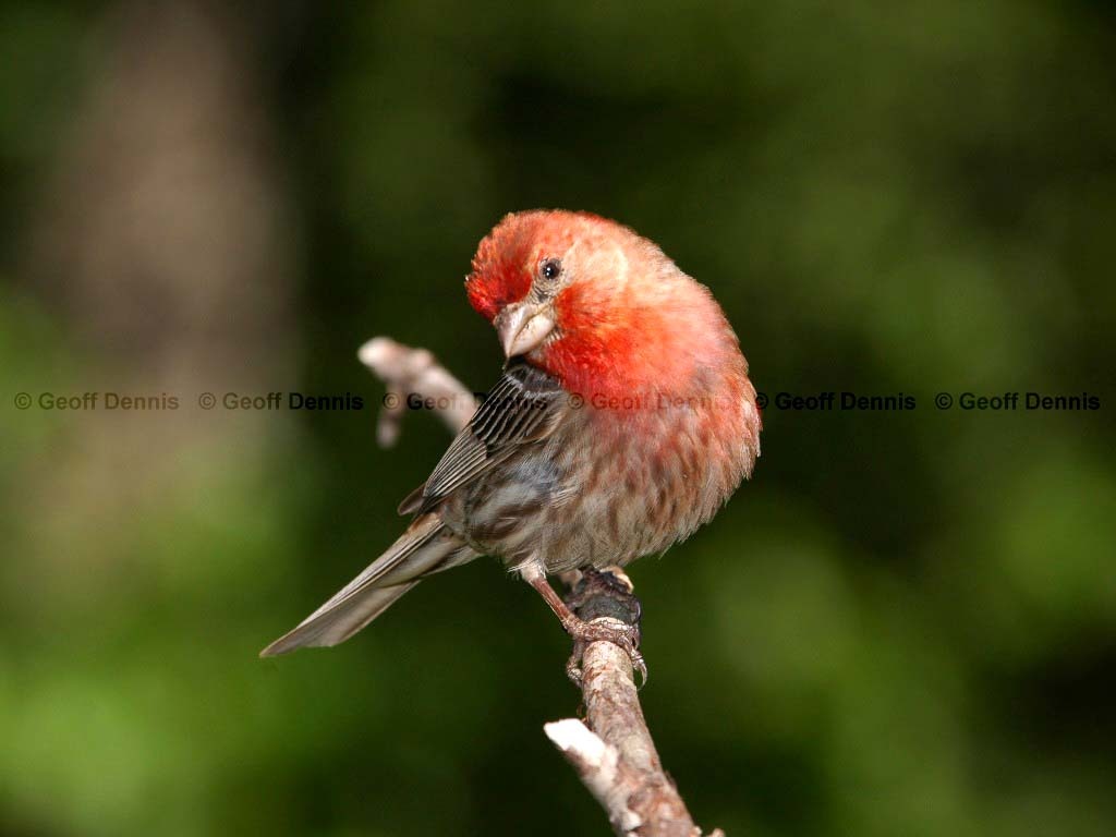 HOFI-AH_House-Finch